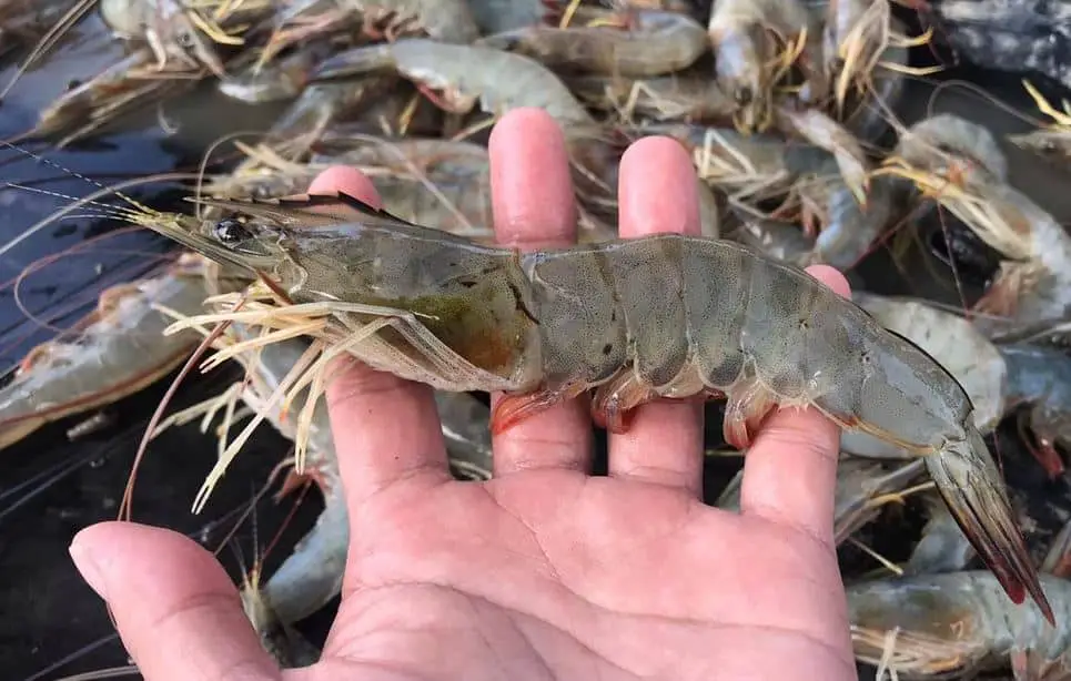 Alkalinitas Tambak Udang Untuk Kesehatan Ternak Udang