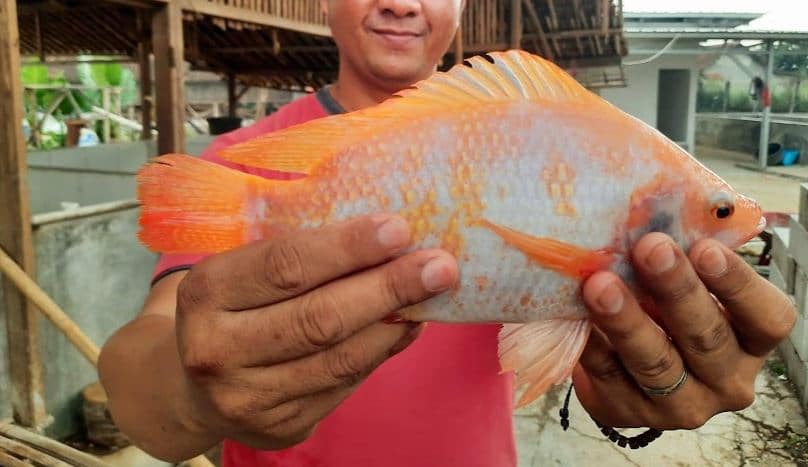 Aturan Pakan Ikan Nila & Cara Pemberian Yang Benar