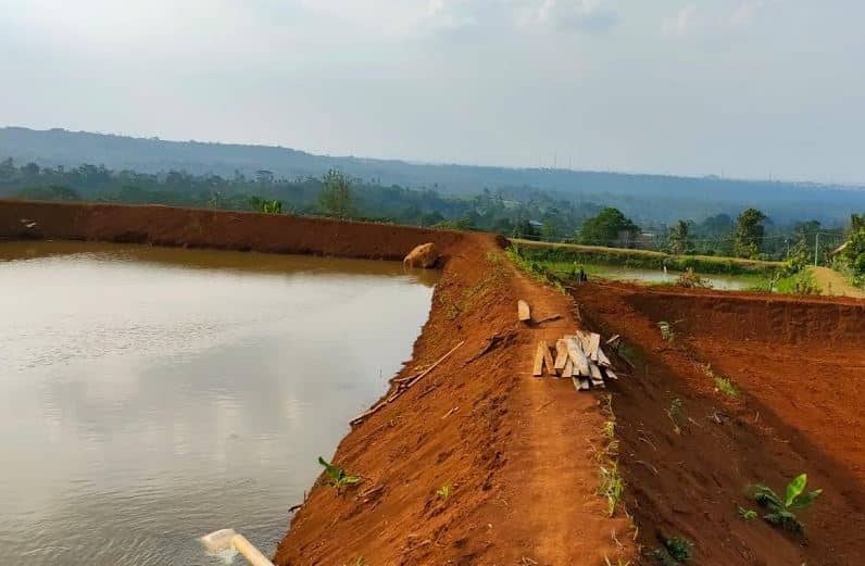 Cara Budidaya Ikan Lele di Kolam Tanah