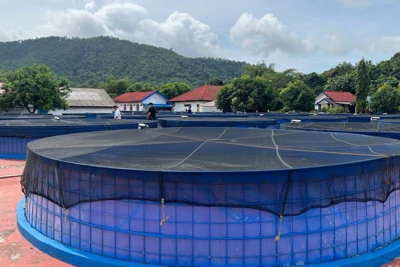 Cara Budidaya Kolam Bioflok Lele