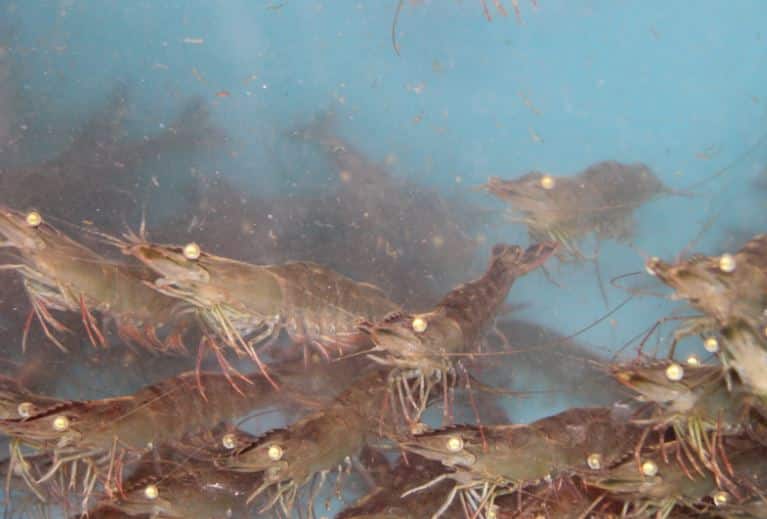 Cara Budidaya Udang di Rumah [Panduan Pemula]