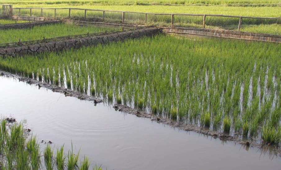 Cara Budidaya Udang di Sawah