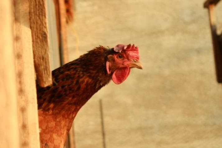 Cara Fermentasi Pakan Ayam Petelur Dengan EM4