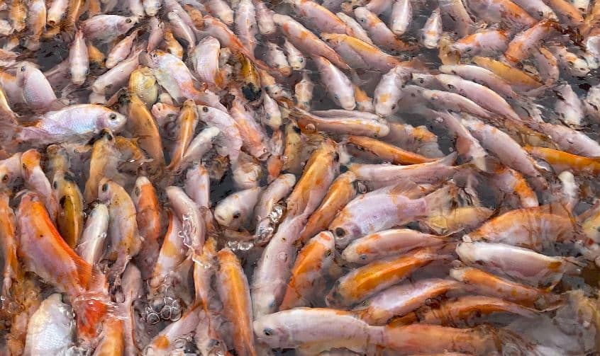 Cara Membuat Pakan Ikan Nila Dari Dedak