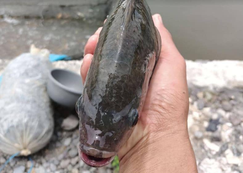 Cara Membuat Pakan Ikan Nila dari Daun Talas
