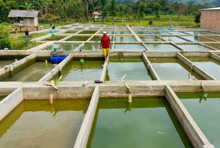 Cara Membuat Pakan Ikan Patin yang Awet dan Tahan Lama