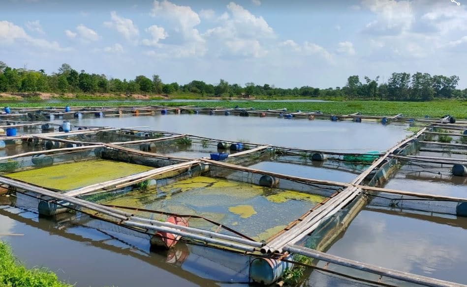Cara Membuat Pakan Lele Mudah
