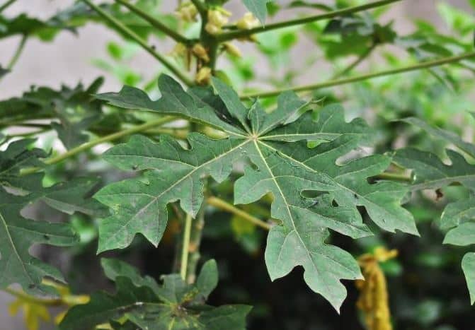 Cara Membuat Pakan Lele Organik dari Daun Pepaya