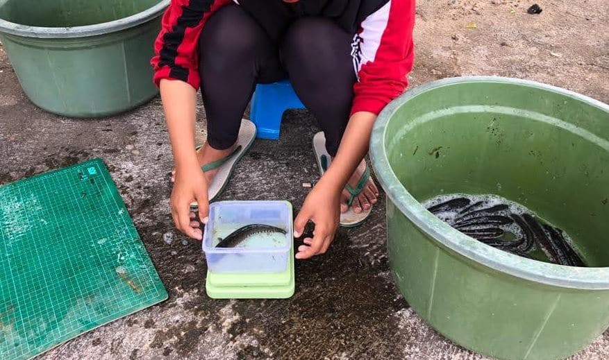 Cara Membuat Pakan Lele Organik