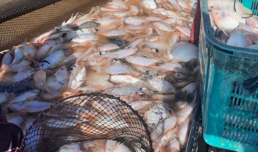 Cara Membuat Pelet Eceng Gondok untuk Pakan Ikan Nila