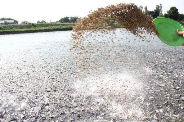 Cara Memelihara Ikan Patin Supaya Cepat Besar