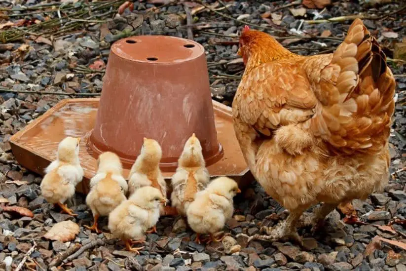 Cara Mengolah Maggot Untuk Pakan Ayam Petelur