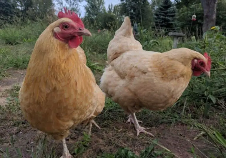 Cara Merawat Ayam Broiler Agar Cepat Besar