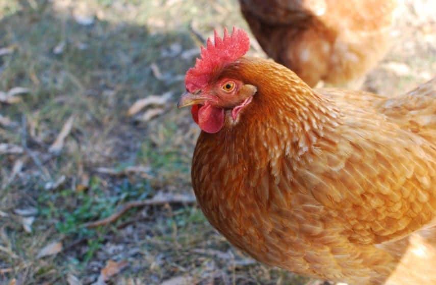 Cara Pemberian Pakan Ayam Broiler Yang Tepat dan Efektif
