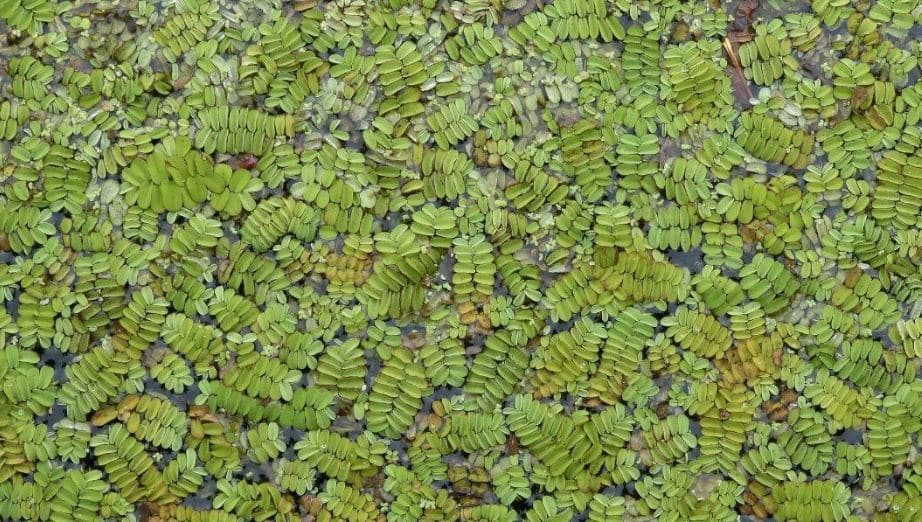 Cara Pemberian Pakan Ikan Nila Azolla sebagai Alternatif