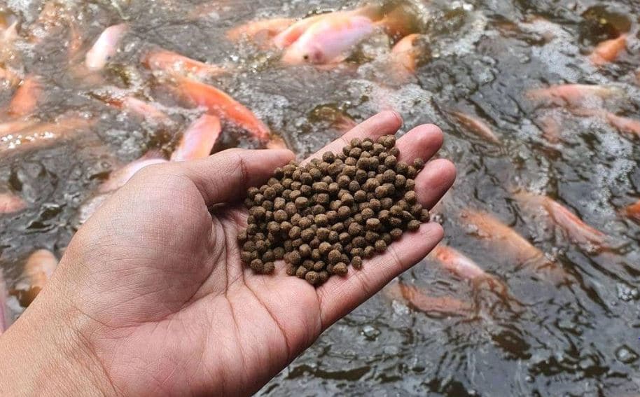 Cara Pemberian Pakan Ikan Nila Yang Baik & Benar