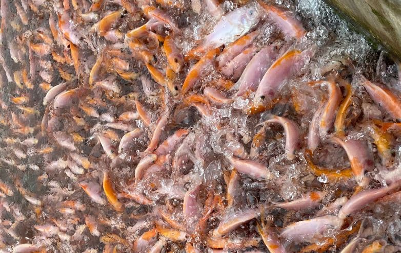 Jenis Ikan Nila Yang Cepat Besar dan Bagus Untuk Budidaya