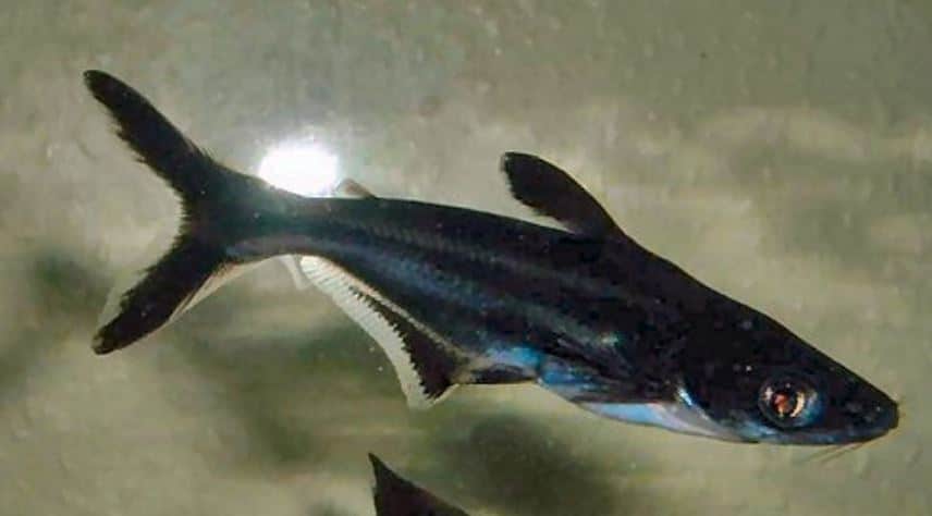 Jenis Makanan Ikan Patin Hias