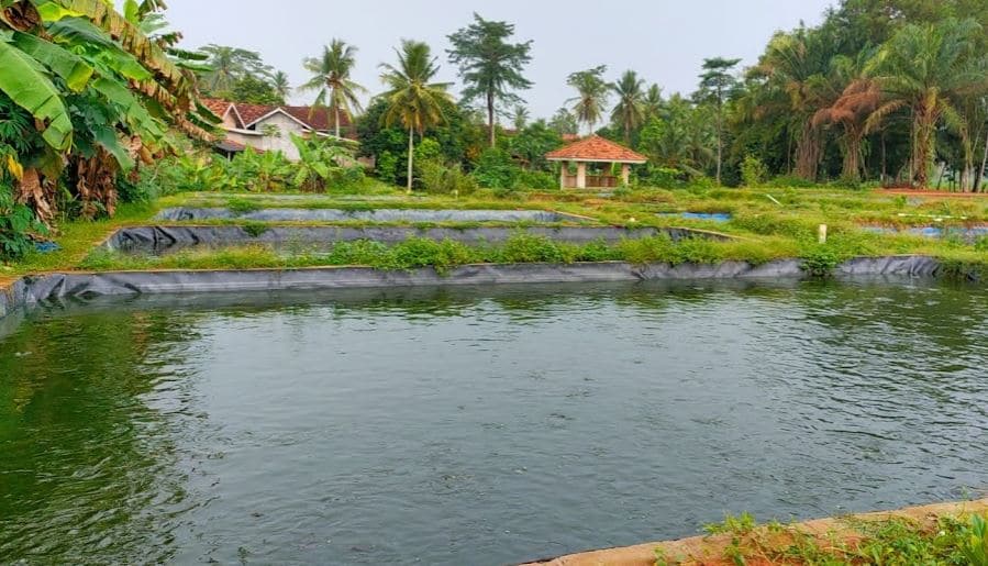 Jenis Pakan Ikan Nila Dalam Habitatnya