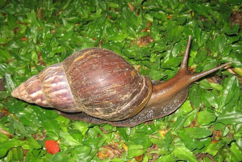 Jenis Pakan Ikan Patin Alami yang Mudah dan Murah