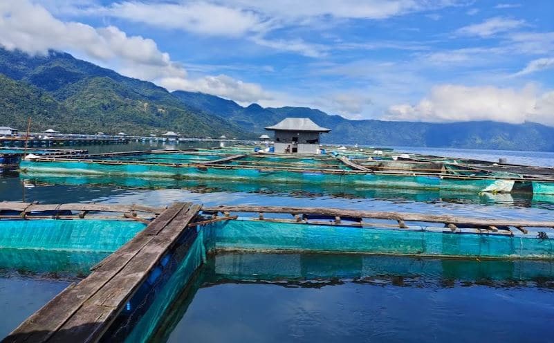 Jenis Pakan Ikan Patin Pokok dan Tambahan
