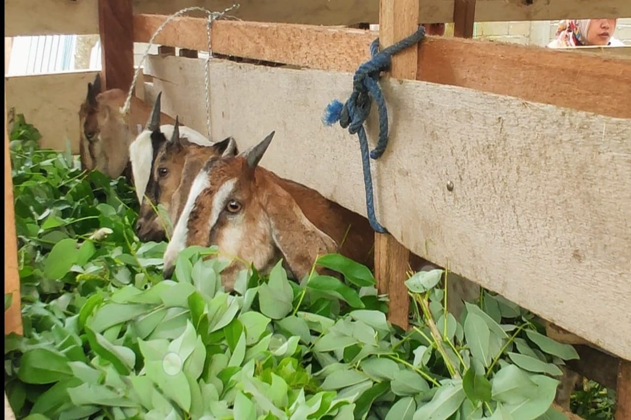 Kombinasi Hijauan untuk Kambing dan Domba: Jenis Rumput dan Legum yang Tepat