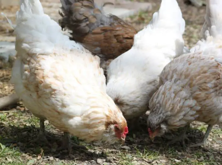 Kebutuhan Pakan Ayam Broiler Per 100 Ekor Sampai Panen