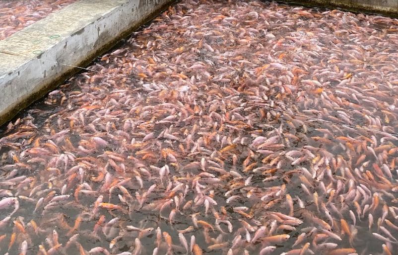 Keunggulan Budidaya Ikan Nila Bangkok