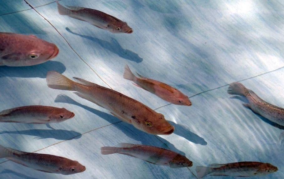 Makanan Ikan Nila Alami Yang Bagus