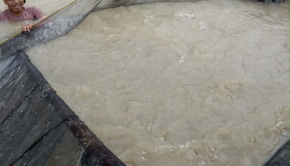 Makanan Ikan Patin Alami Sebagai Pakan Tambahan