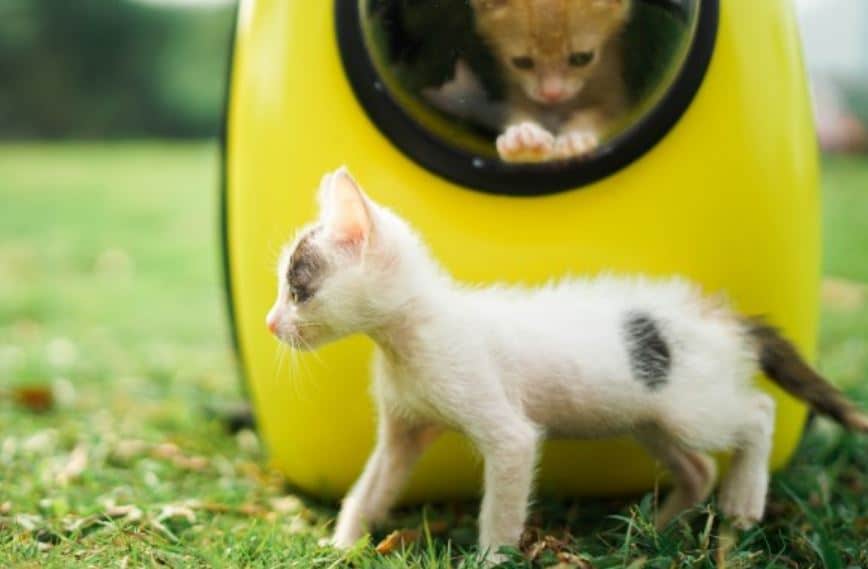 Makanan Kucing 1 Bulan