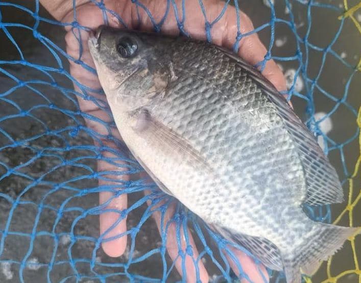 Manfaat Fermentasi Pakan Ikan Nila