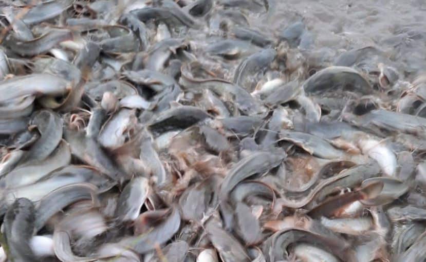 teknik ternak ikan keli
