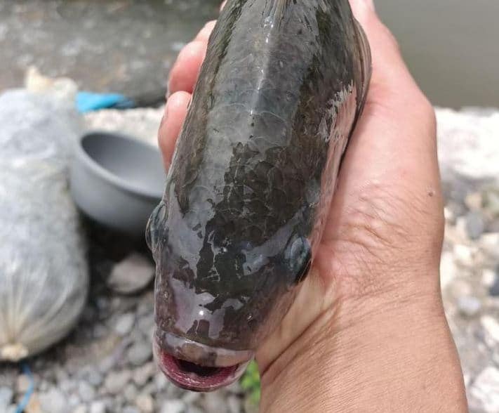Pakan Fermentasi Ikan Nila Agar Cepat Besar
