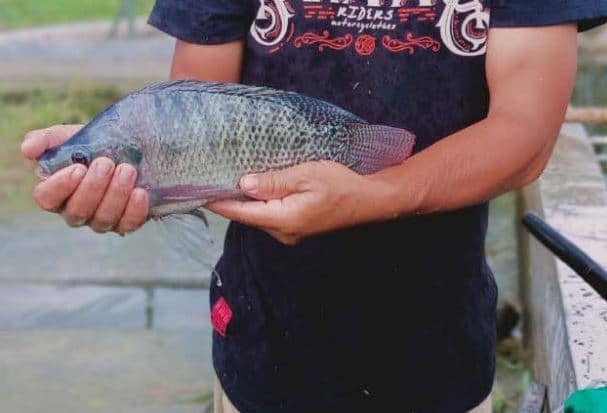 Pakan Ikan Nila Agar Cepat Besar dan Panen