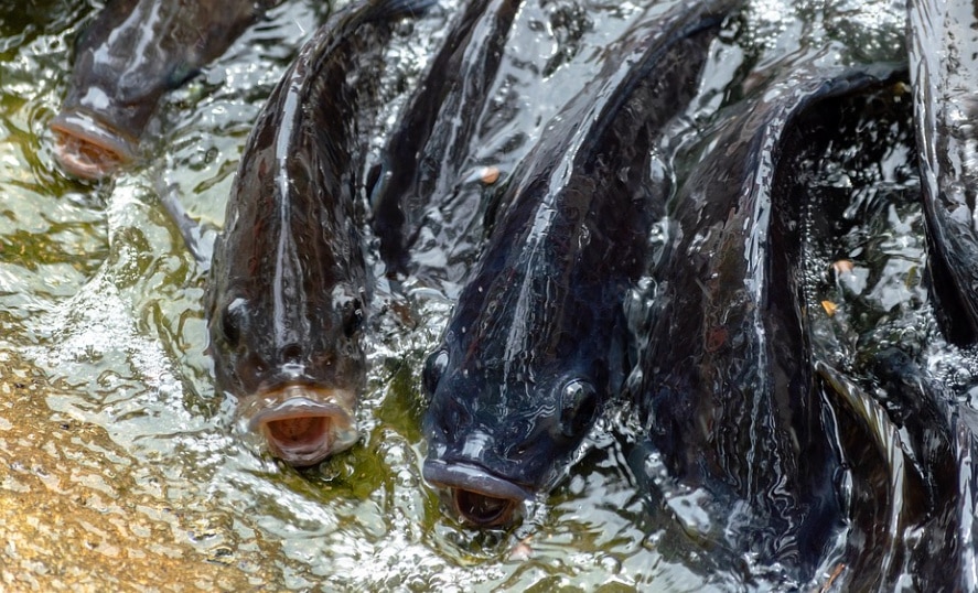 Pakan Ikan Nila Untuk Pertumbuhan