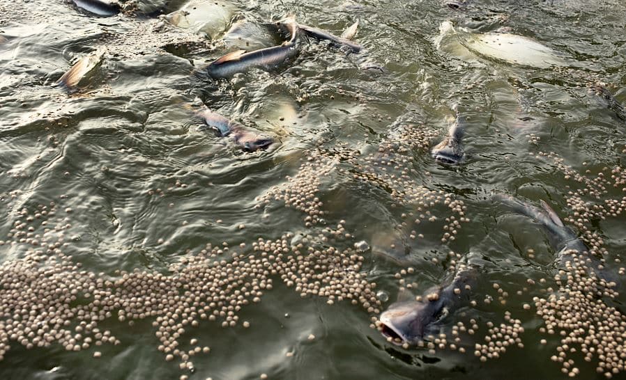 Pakan Lele Nutrisi Tinggi untuk Pertumbuhan Ikan Lele