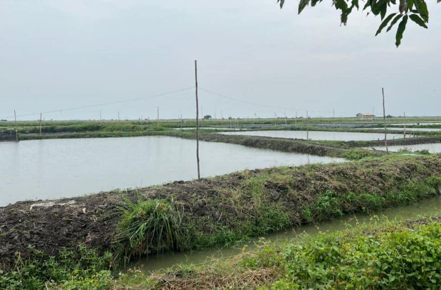 Penyebab Ikan Patin Susah Makan