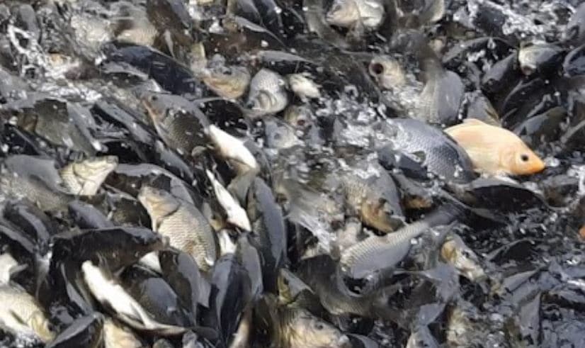 Rekomendasi Makanan Ikan Nila Agar Cepat Besar