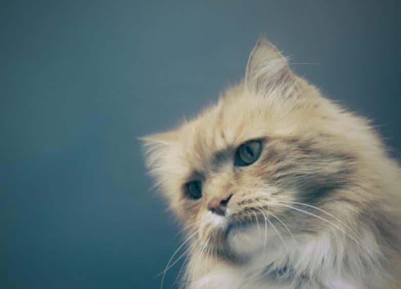 Rekomendasi Makanan Kucing Persia Terbaik
