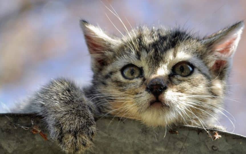 Rekomendasi Makanan Kucing Umur 2 Bulan Terbaik | PakanPabrik.com