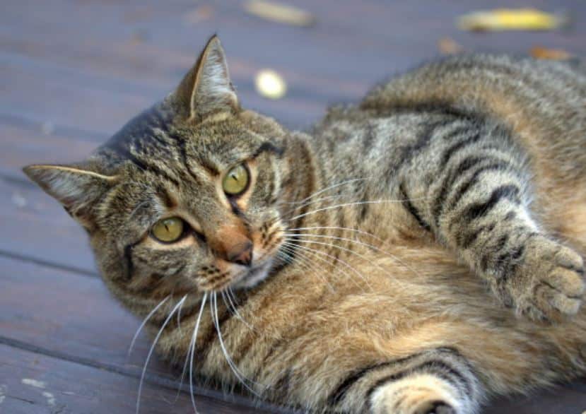 Rekomendasi Makanan Kucing Untuk Gemuk Terbaik
