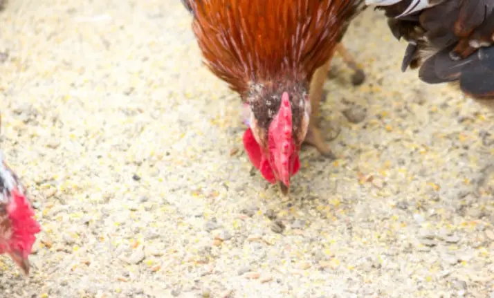 Standar Pakan Ayam Petelur Sesuai Kebutuhan Nutrisi