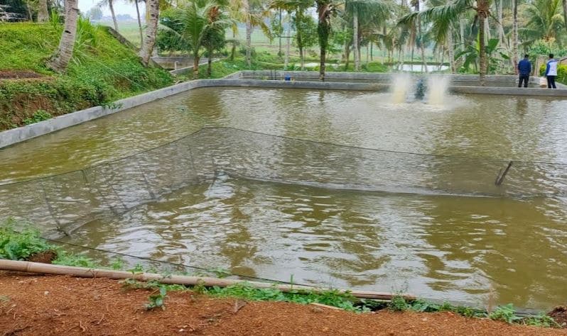 Tips Cara Memelihara Ikan Patin dengan Mudah dan Benar