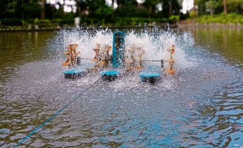 Waktu Pemberian Pakan Ikan Patin agar Sehat dan Berkualitas