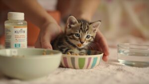 Anak Kucing Penyapihan Susu ke Pakan Pendamping