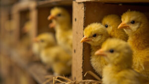 Harga DOC Ayam Broiler Harian: Pola, Prediksi, dan Tips Borong 2026