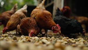 Pakan Alami untuk Ayam Kampung: Rumus Tepat Biar Cepat Besar dan Hemat Biaya