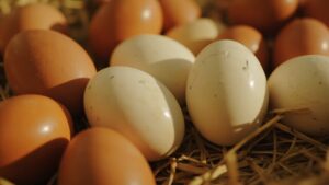 Penyebab Telur Bebek Cangkang Tipis dan Cara Memperbaikinya