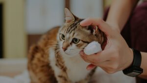 Cara Membersihkan Telinga Kucing yang Benar